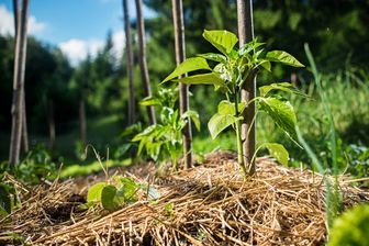 Junge Paprikapflanzen in Garten. Die Pflanzen sind mit Stroh gemulcht und haben eine Holzstange um sie aufzubinden.