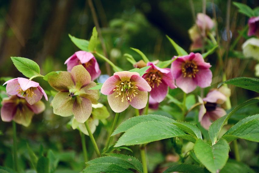 Wintergrne Stauden: 8 robuste Arten | HAUERT Dnger