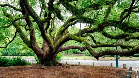 Grosser, ausladender Baum in einem Park.