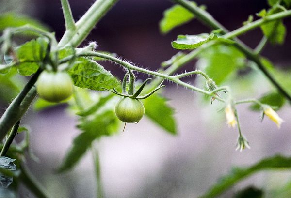 Pourquoi et comment pincer les tomates ?