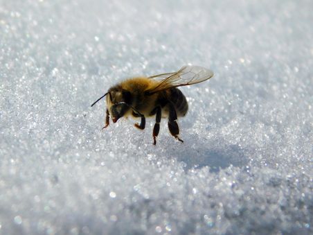 Biene auf Schnee im späten Winter