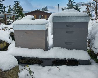 Bienenstock im Winter