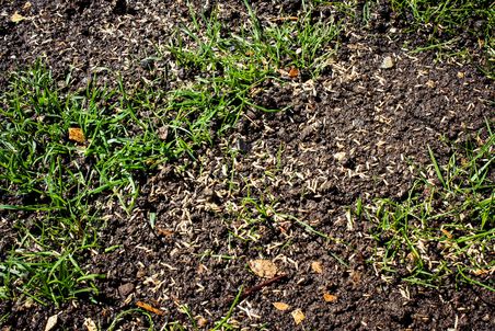 Detail-Aufnahme von Rasensamen auf gewässertem Boden bzw. Rasenlücke.