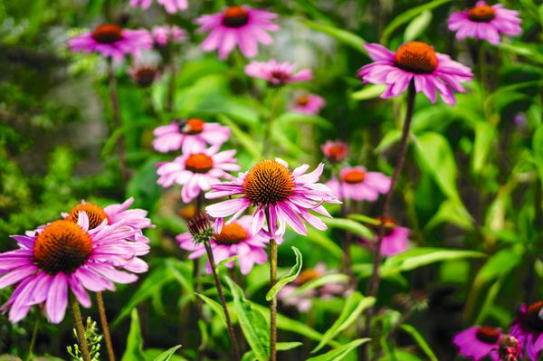 Blühende rote Echinacea.