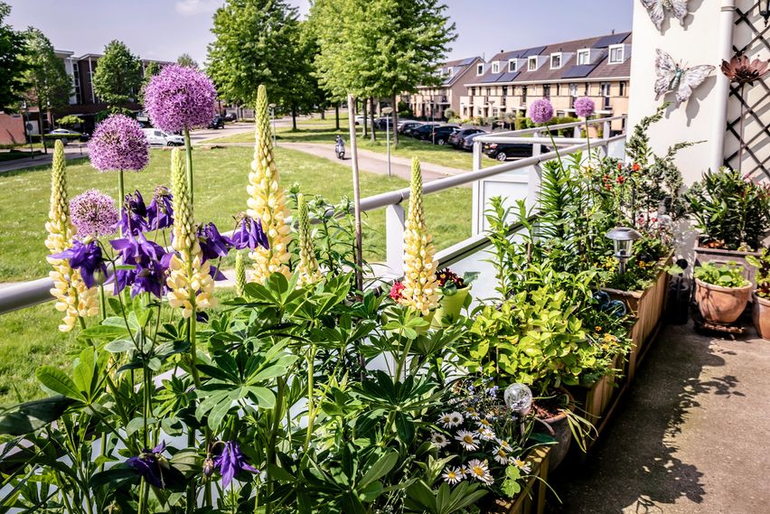 Städischer Balkon mit verschiedenen Zierblumen.