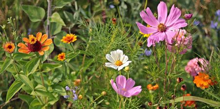 Blüten von Wildblumen in einem Garten.