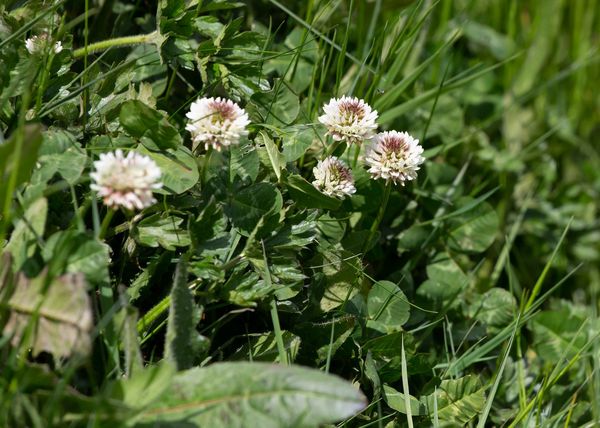 Weissklee-Blüten im Rasen.