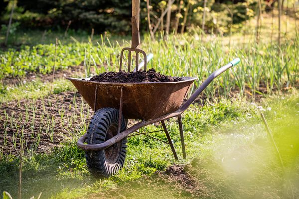 Schubkarre mit Kompost und Grabgabel in einem Garten. Daneben ein Beet mit Zwiebeln erkennbar.