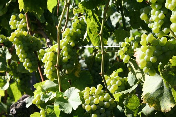 Weinrebe_Vitis vinifera_1
