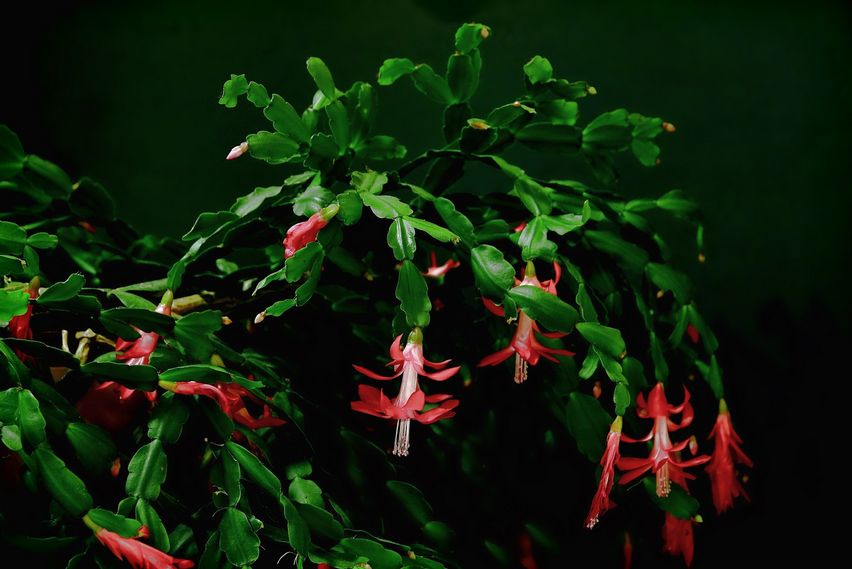 Entretenir un cactus de Nol et le faire fleurir | HAUERT