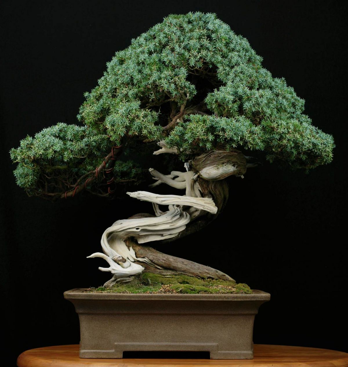 Hauert Bonsai  Engrais Hauert