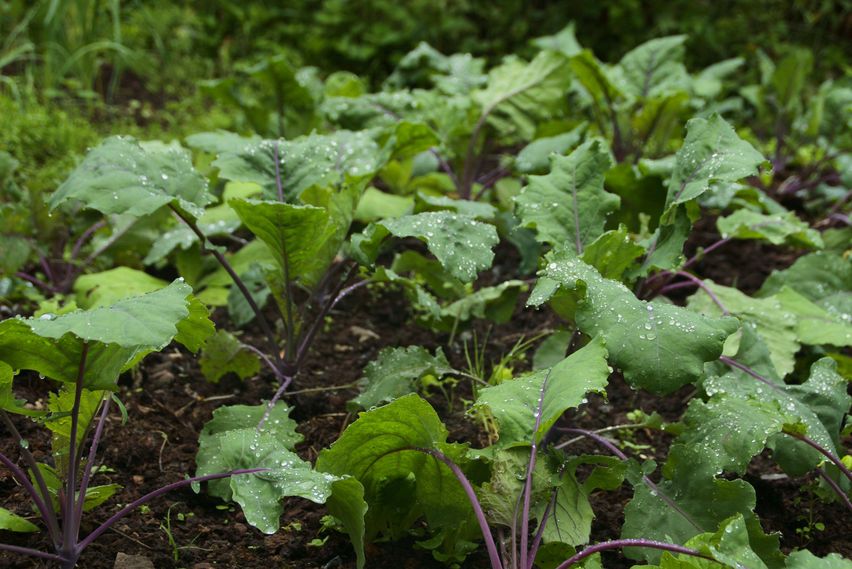 Kohlrabi_in_Beet_Wassertropfen Violetter Kohlrabi in Gartenbeet mit Wassertropfen auf den Blätter.