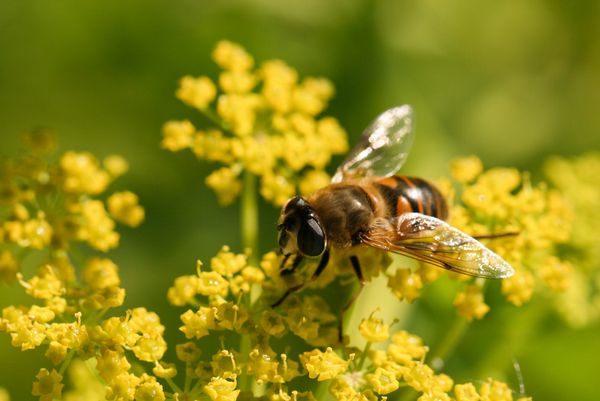 Biene auf gelber Blüte.