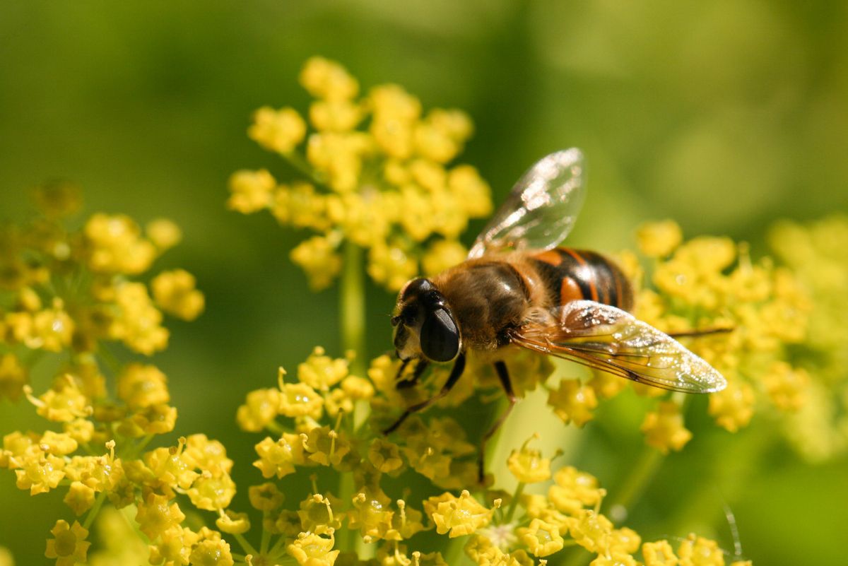 Bienenfreundliche Pflanzen in der Landwirtschaft HAUERT