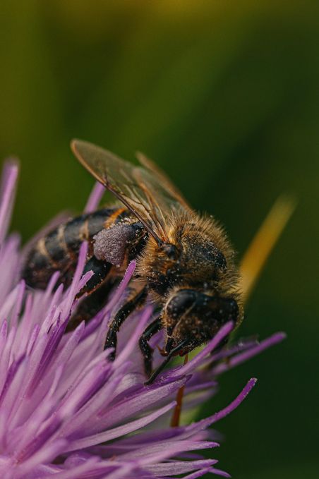Biene sitzt auf einer Flockenblume.