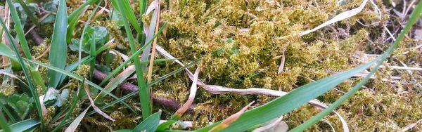 Detail-Aufnahme von Moos und weiterem Unkraut im Rasen