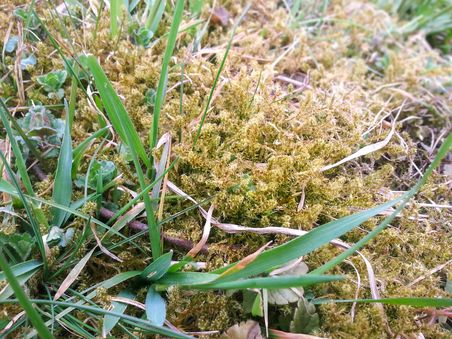 Detail-Aufnahme von Moos und weiterem Unkraut im Rasen