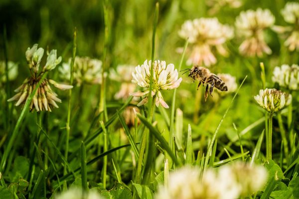 Biene fliegt Weissklee-Blüte an.