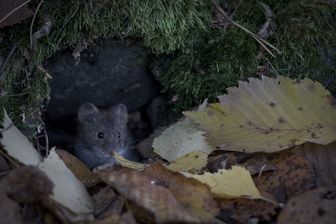 Wühlmaus im Herbstgarten