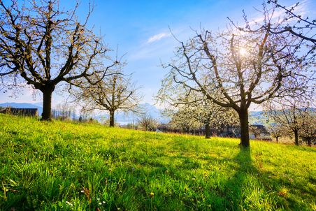 Bluehende_Krischbaume_April_Fruehling_Schweiz Frühlingszeit blühende Kirschbäume in einem Garten in den Schweizer Alpen am Vierwaldstättersee, Rigi, Schweiz