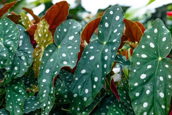 Forellenbegonie_Begonia maculata