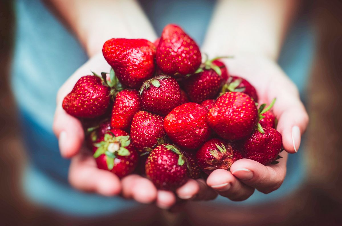 Erdbeeren richtig pflanzen & pflegen | HAUERT Dnger