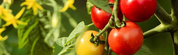 Rispe an Tomatenstaude mit roten, gelben und grünen Tomaten. Blüten im HIntergrund.